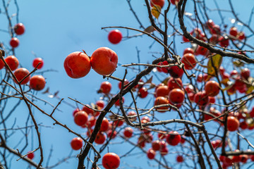 a ripe persimmon in the countryside of Korea.