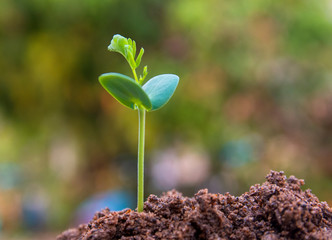 young green sprout