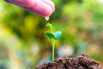 young plant growing in soil