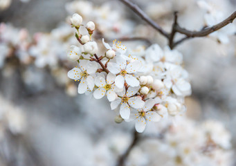 White Plum Tree Blossoms in Spring in Northern Europe