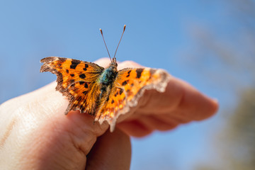 A comma butterfly with its wings open sitting on a human hand on a sunny early summer day.