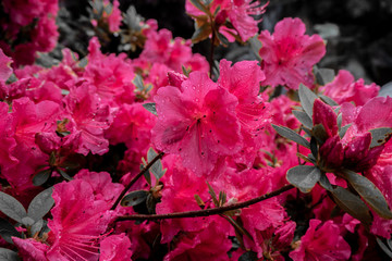 Close up elegant red flowers on black and white background, wallpaper , copy space