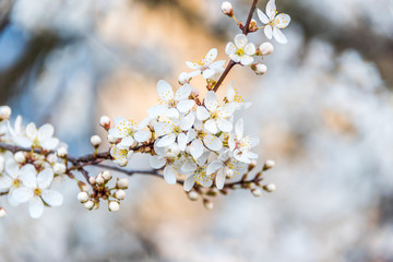 White Plum Tree Blossoms in Spring in Northern Europe
