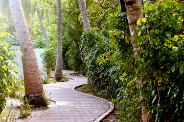 Path in the  tropical park. 
Road in the botanical garden.