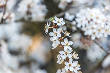 White Plum Tree Blossoms in Spring in Northern Europe