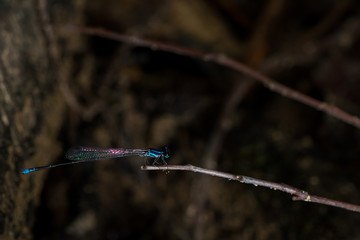 Dragonfly on a branch