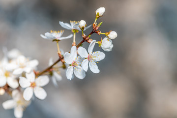 White Plum Tree Blossoms in Spring in Northern Europe