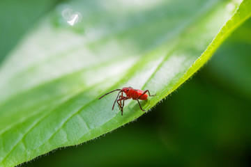 Red bugs on leaf
