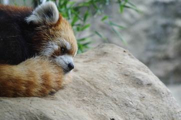 動物1