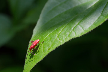 Red bugs on leaf