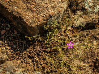 the flower grows on stones. granite stones in the south of Ukraine.