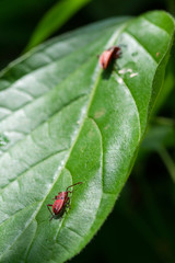 Red bugs on leaf