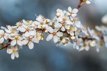 Obraz premium White Plum Tree Blossoms in Spring in Northern Europe