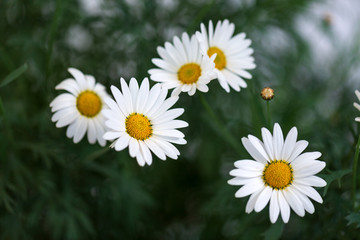 Fototapeta premium Garden camomile flowers, field with camomiles, camomile closeup, natural antiseptic. Chamomile close up. Chamomile medicinal plant on a sunny day. Blooming chamomile field natural herbal treatment.