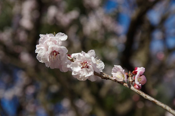桜4