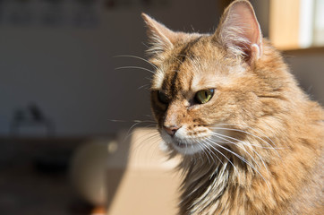 猫41