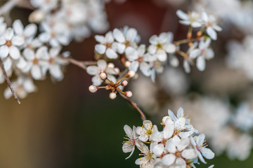 White Plum Tree Blossoms in Spring in Northern Europe