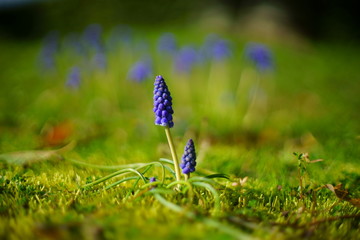野原に咲くムスカリの花