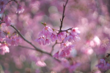 桜の花びらのクローズアップ