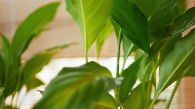 blurred 4k footage of camera moving along big green leaves of spathiphyllum plant in winter garden