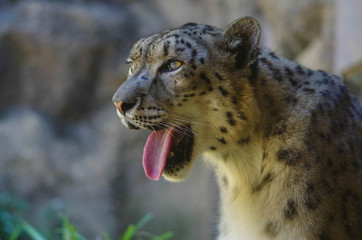 ユキヒョウ2