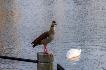 Swans and ducks in a local pond, white royal swans, Hofvijver, Hague, Netherlands