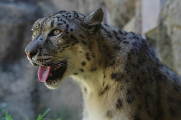 ユキヒョウ1