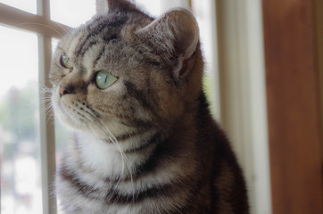 猫21