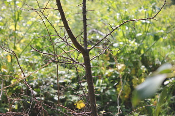 Small Tree