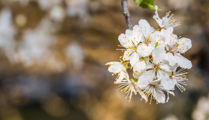 White Plum Tree Blossoms in Spring in Northern Europe
