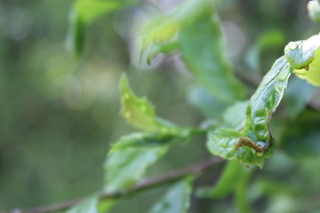 Leaves With Water
