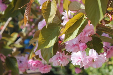 Camelia Flower