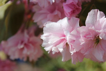 Camelia Flower