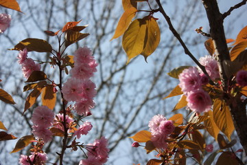 Camelia Flower