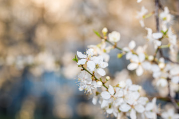 Obraz premium White Plum Tree Blossoms in Spring in Northern Europe