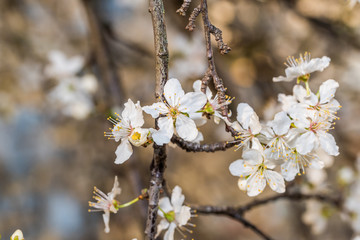 White Plum Tree Blossoms in Spring in Northern Europe