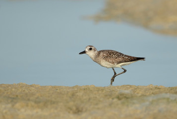 Closeup of Grey plover at Busaiteen coast of Bahrain