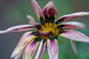 Close up of a strange beautiful flower in the park