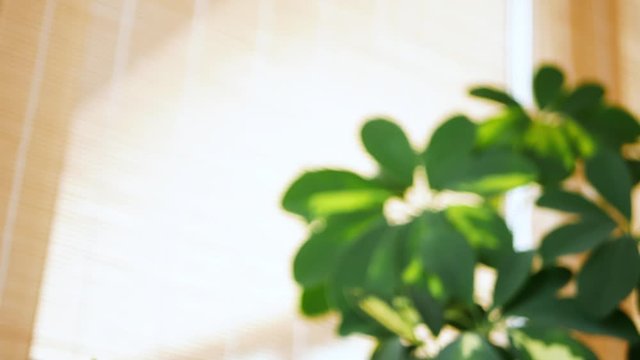 Camera moves along big evergreen plant Schefflera with green leaves and brown pot in a winter garden