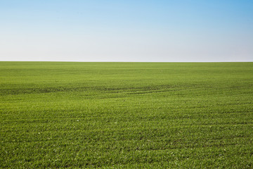 Sprouts of winter wheat sprouted in an endless field