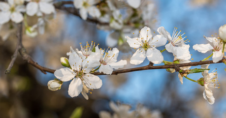 Obraz premium White Plum Tree Blossoms in Spring in Northern Europe