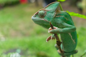 veiled chameleon hang on tree stem