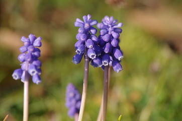 野原に咲くムスカリの花