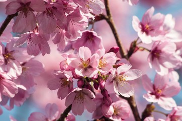Fototapeta na wymiar 満開の桜の花のクローズアップ
