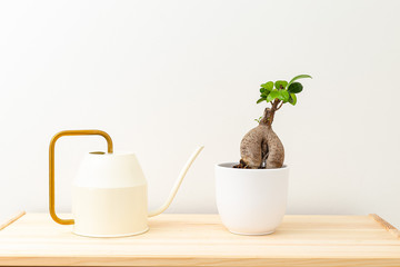 Bonsai in a white ceramic pot and a watering can on a wooden shelf at home. Plant home decoration