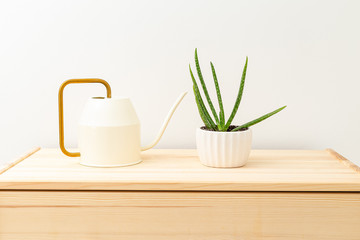 Aloe vera in a white ceramic pot and a watering can on a wooden shelf at home. Plant home decoration