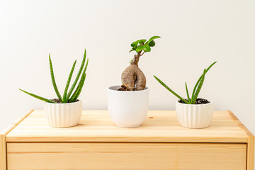 Aloe vera and bonsai in white ceramic pots on a wooden shelf. Hauseplant. Plant home