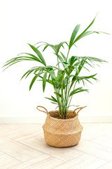 Home plant in wicker basket at home. Room with plants. Vertical format