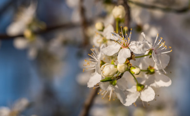 White Plum Tree Blossoms in Spring in Northern Europe
