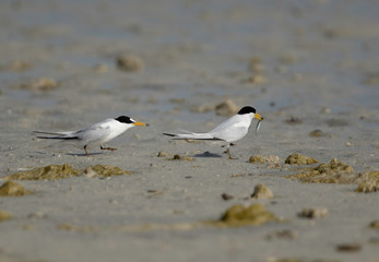 Saunders terns: a fish for his mate,  Busaiteen coast, Bahrain